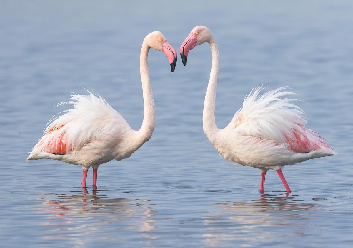 Greater Flamingo - Adam Buckham