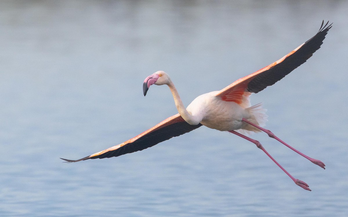 Greater Flamingo - Adam Buckham