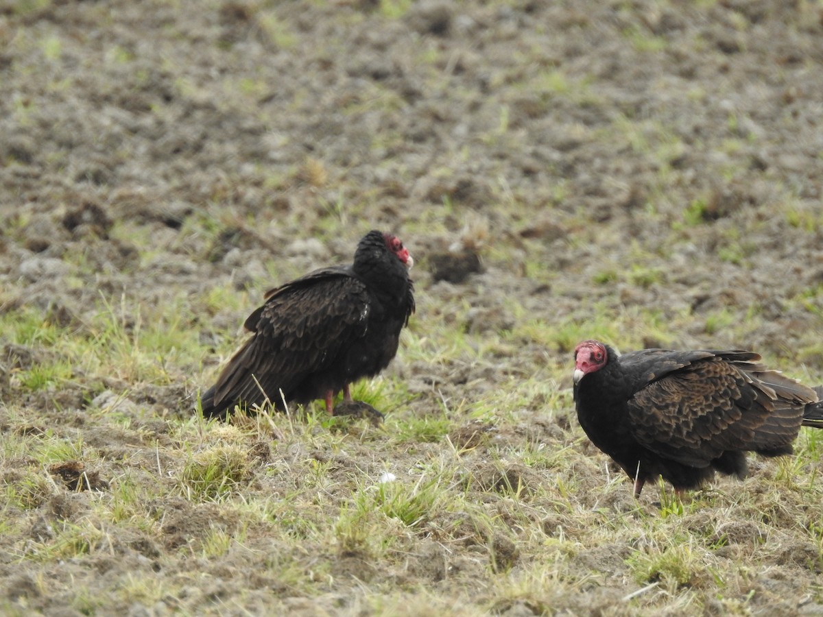 Turkey Vulture - Peter Erickson