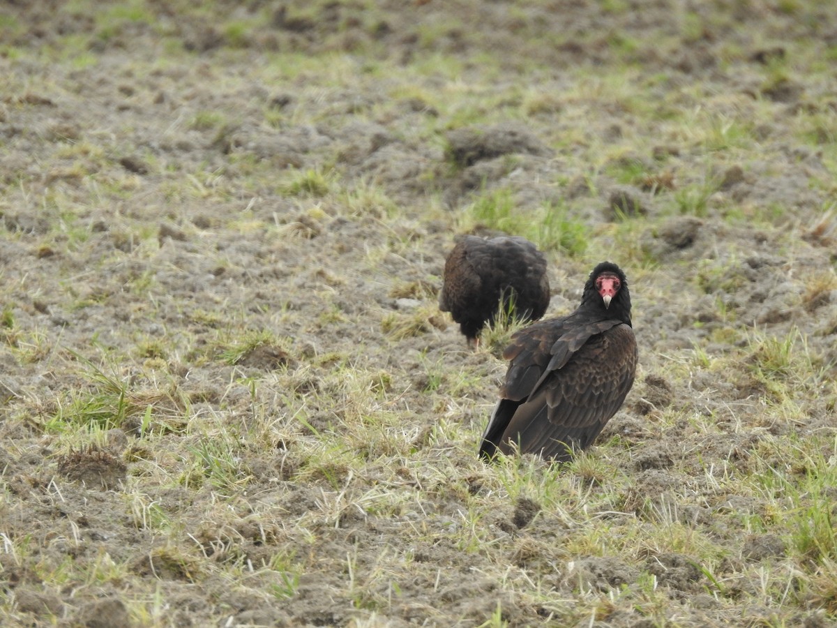 Turkey Vulture - Peter Erickson