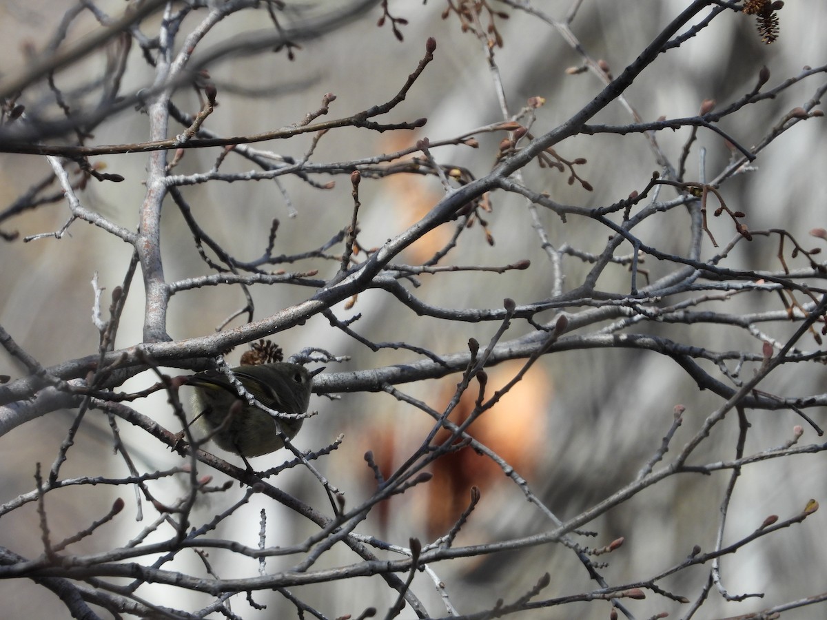 Ruby-crowned Kinglet - Maura Powers