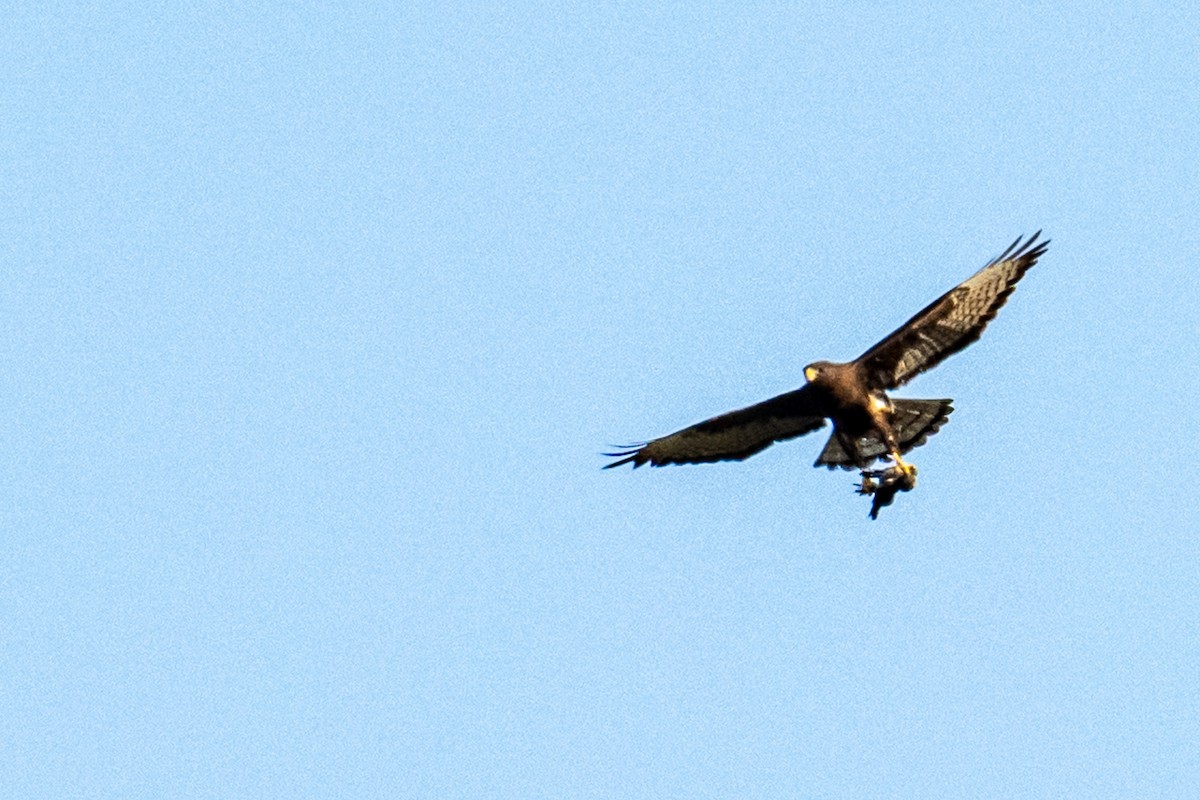 Short-tailed Hawk - Dick Murray