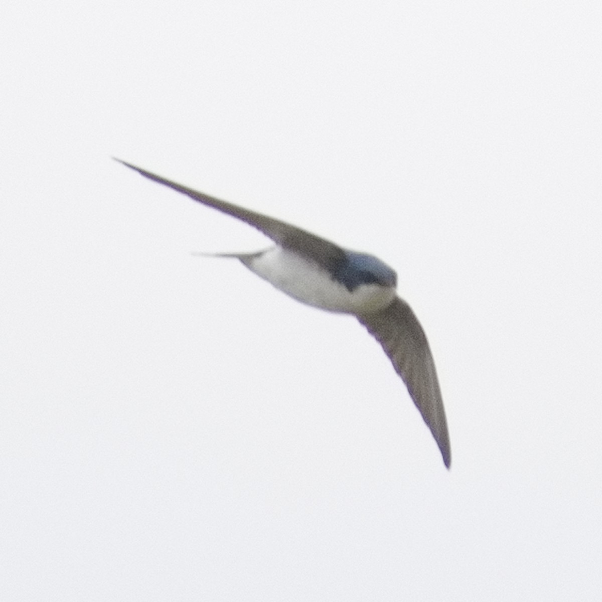 Tree Swallow - Thomas Burns