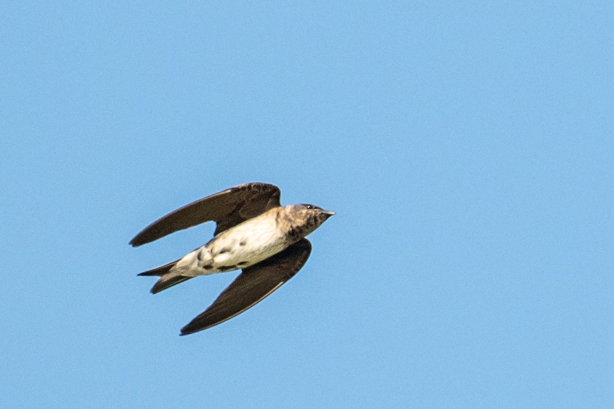 Purple Martin - Dick Murray