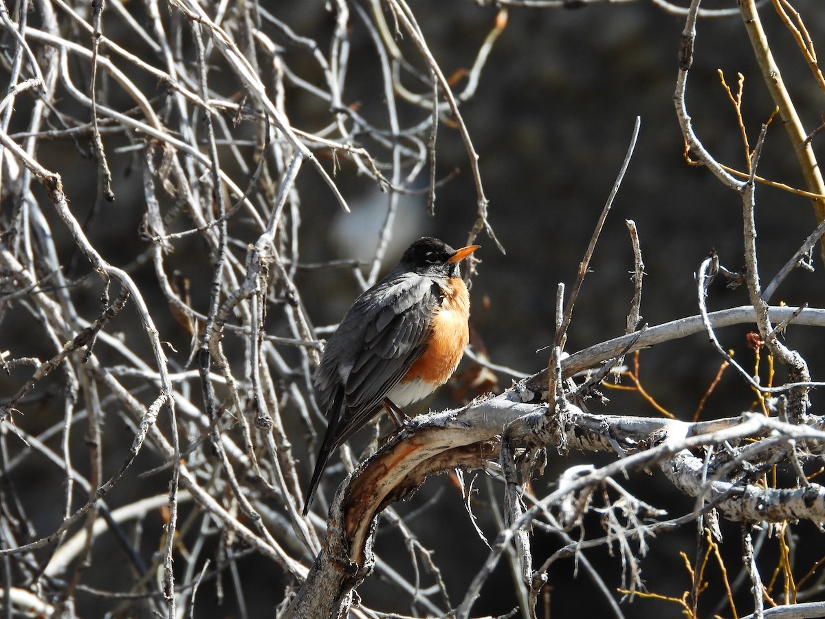 American Robin - Maura Powers