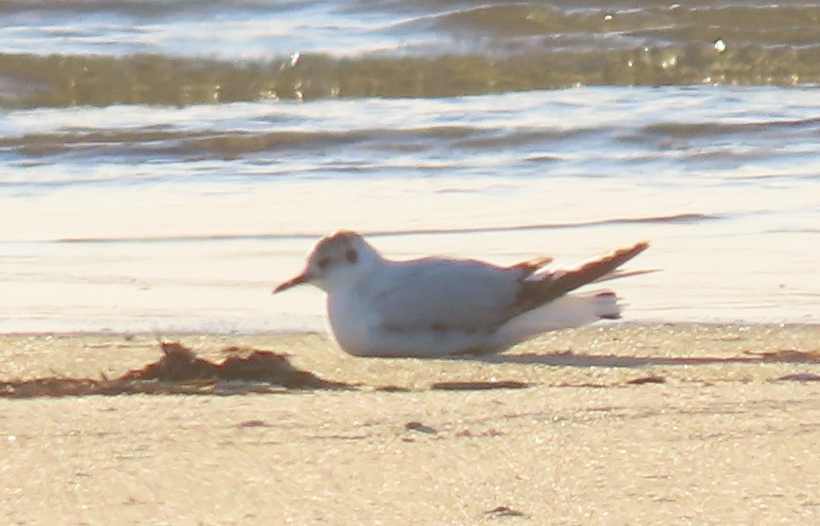 Little Gull - Joan Mashburn