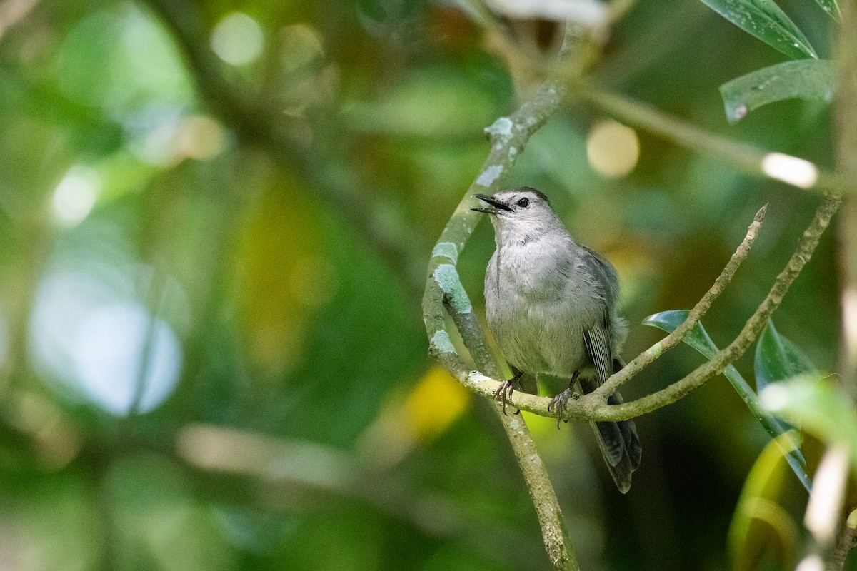 Gray Catbird - ML619528562