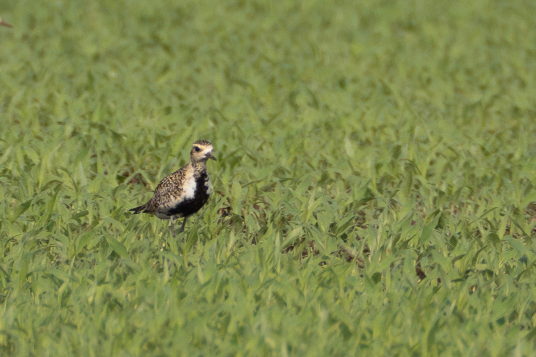 Pacific Golden-Plover - Fran Kim