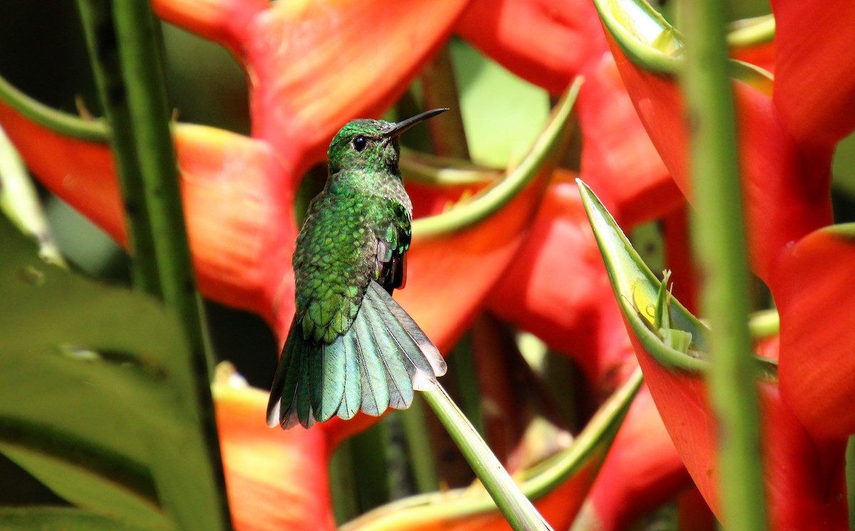 Scaly-breasted Hummingbird - Mónica Thurman