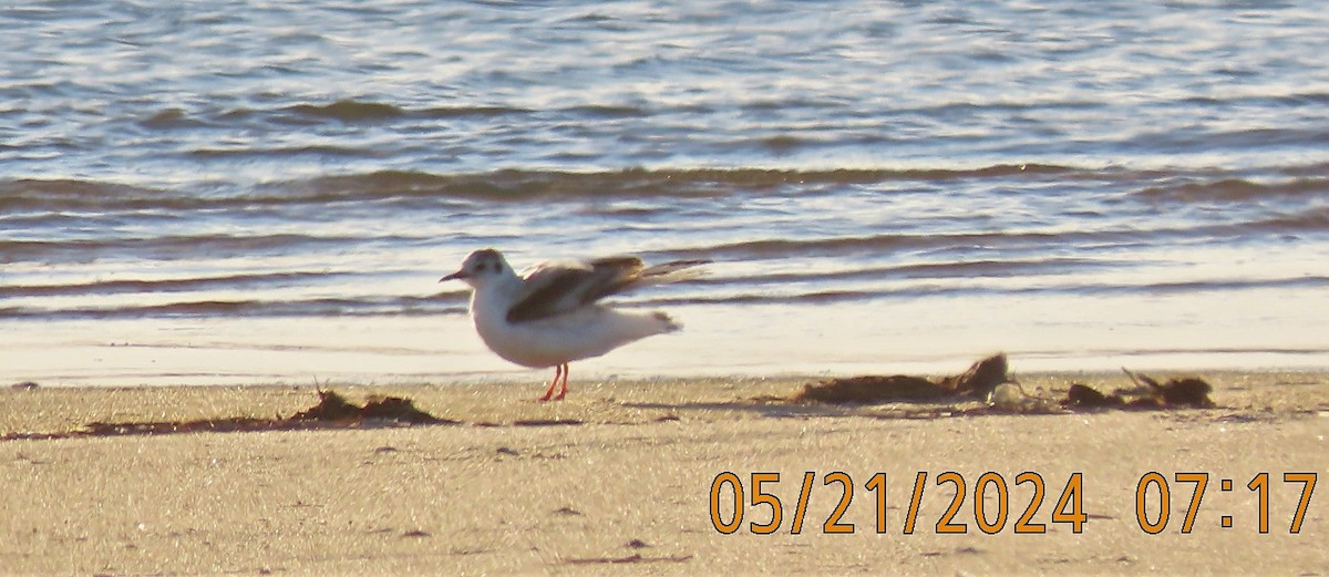 Little Gull - Joan Mashburn