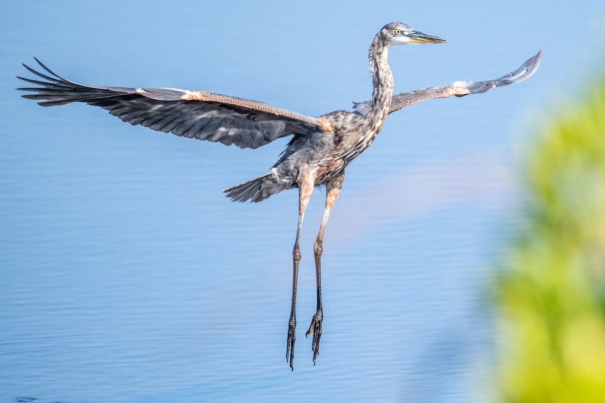 Great Blue Heron - Dick Murray