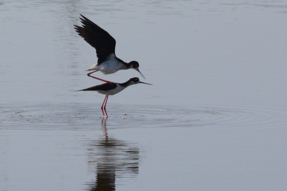 Black-necked Stilt - Cathy Pasterczyk