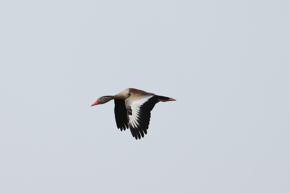 Black-bellied Whistling-Duck - Hubert Stelmach