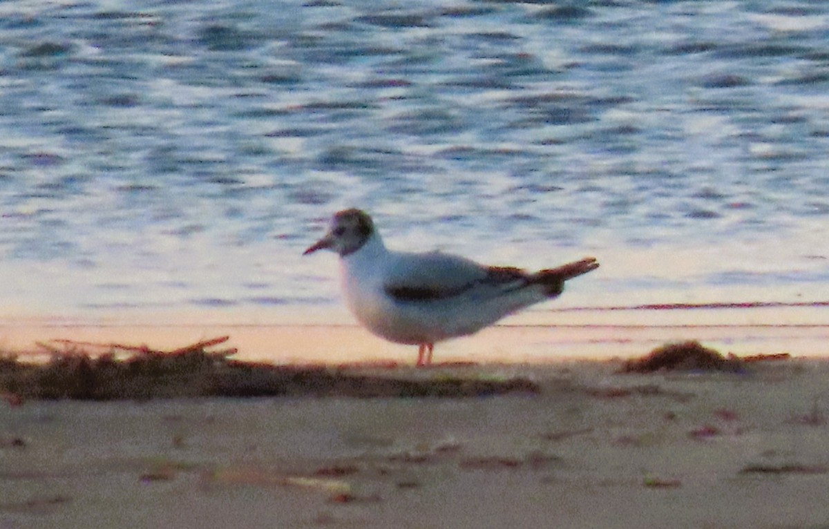 Little Gull - Joan Mashburn