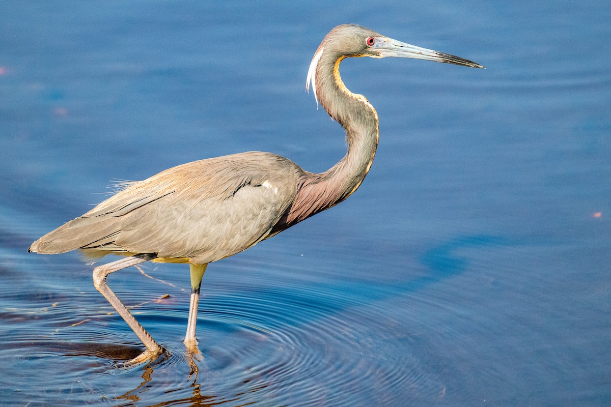 Tricolored Heron - Dick Murray