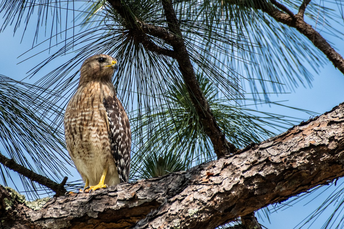 Red-shouldered Hawk - ML619528586