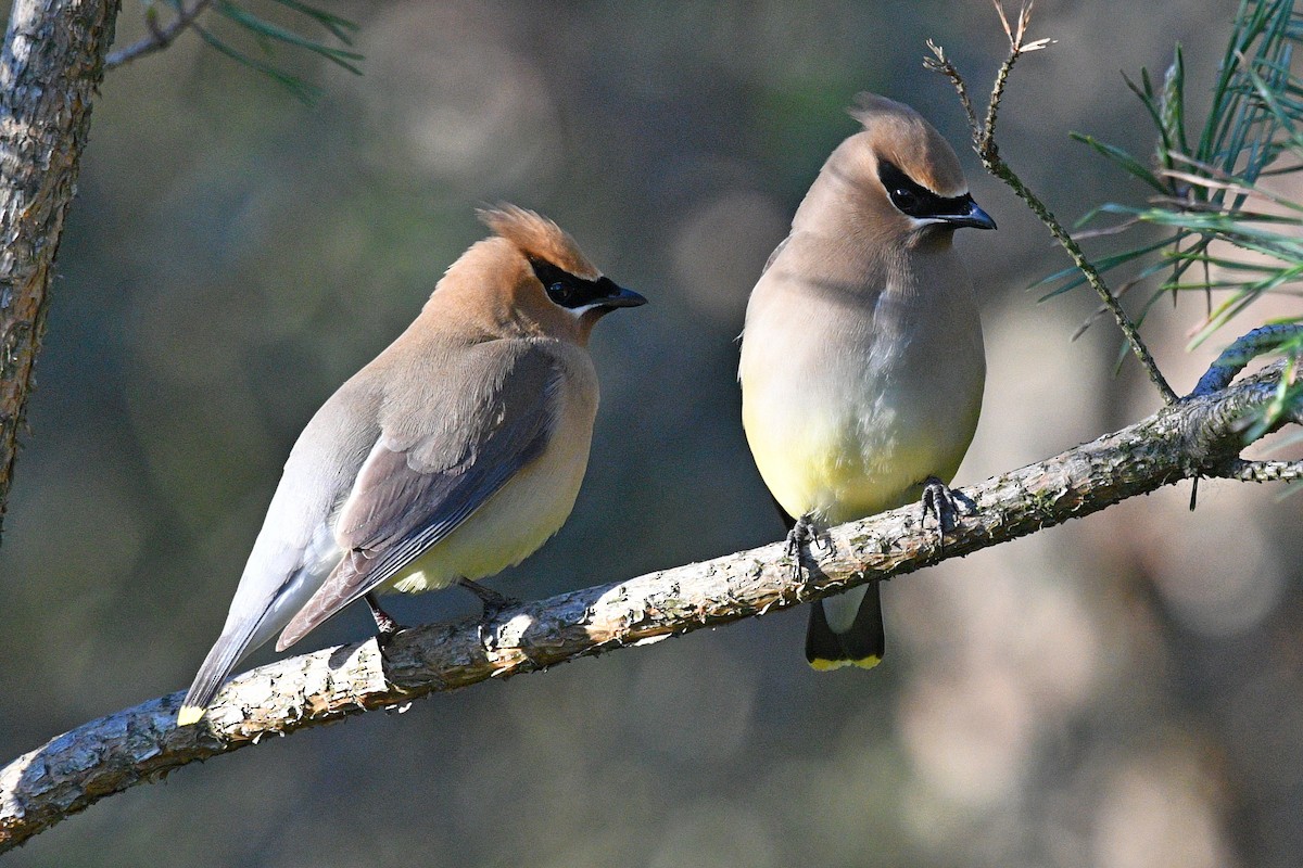 Cedar Waxwing - Joel Trick