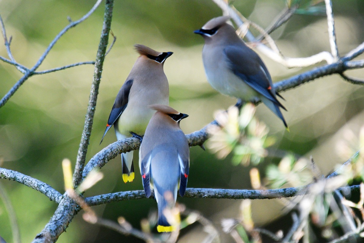 Cedar Waxwing - Joel Trick