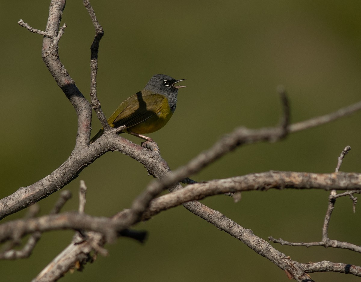 MacGillivray's Warbler - Ethan Cleveland