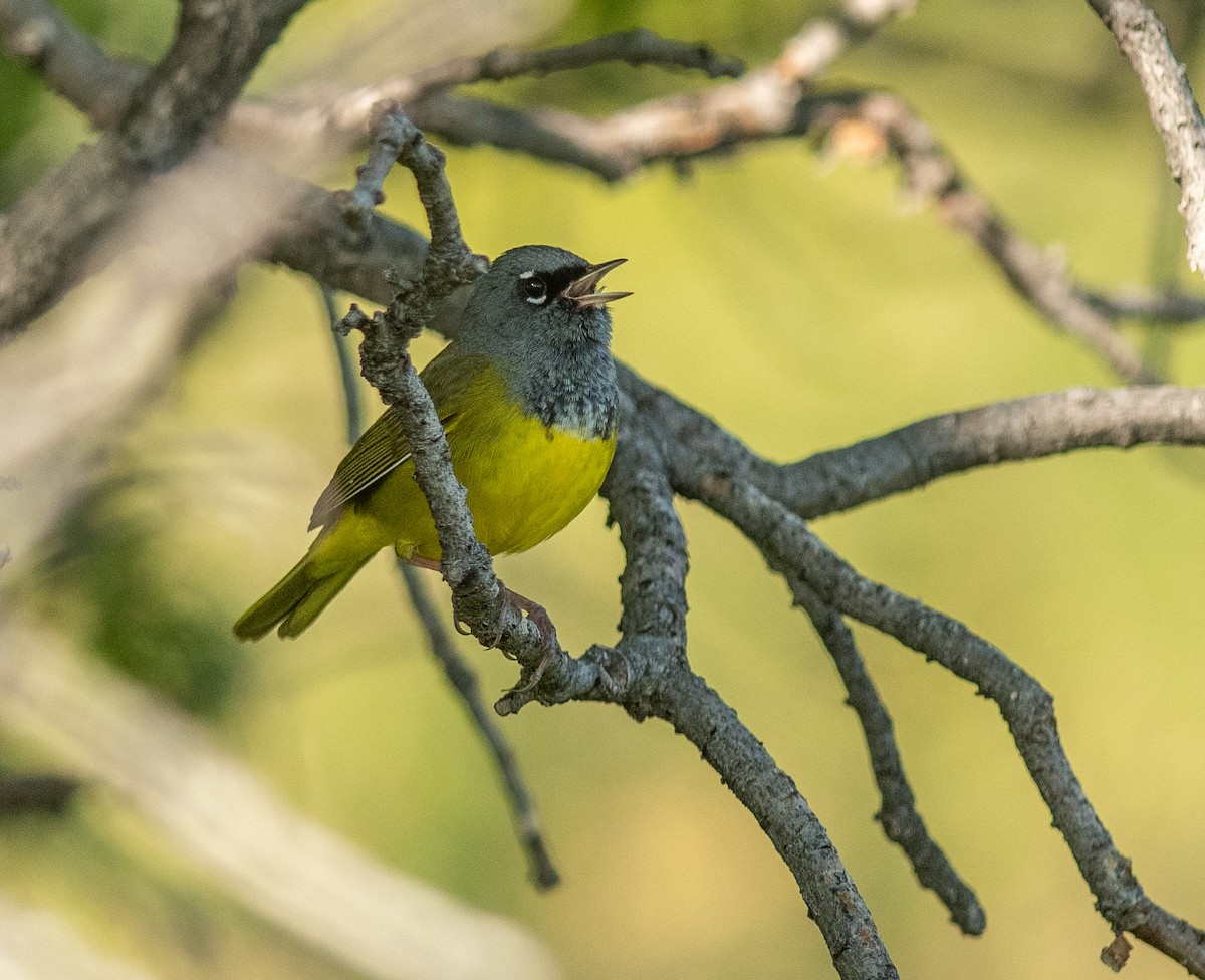 MacGillivray's Warbler - Ethan Cleveland