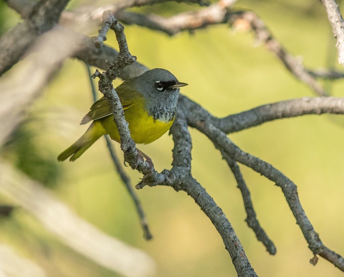 MacGillivray's Warbler - Ethan Cleveland