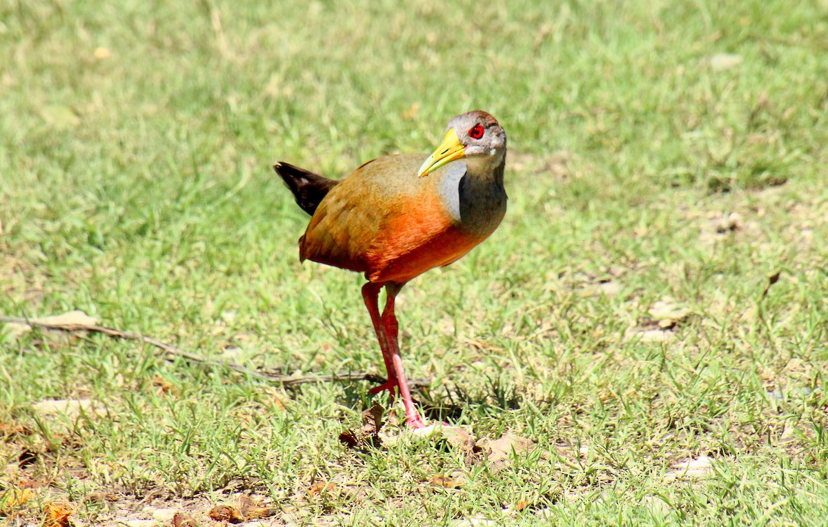 Gray-cowled Wood-Rail - Mónica Thurman