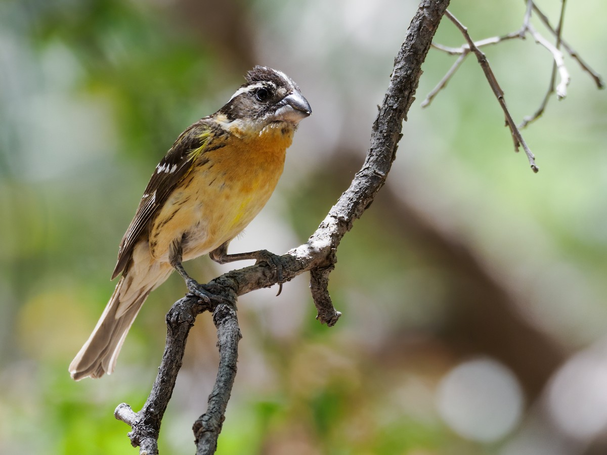 Black-headed Grosbeak - ML619528624