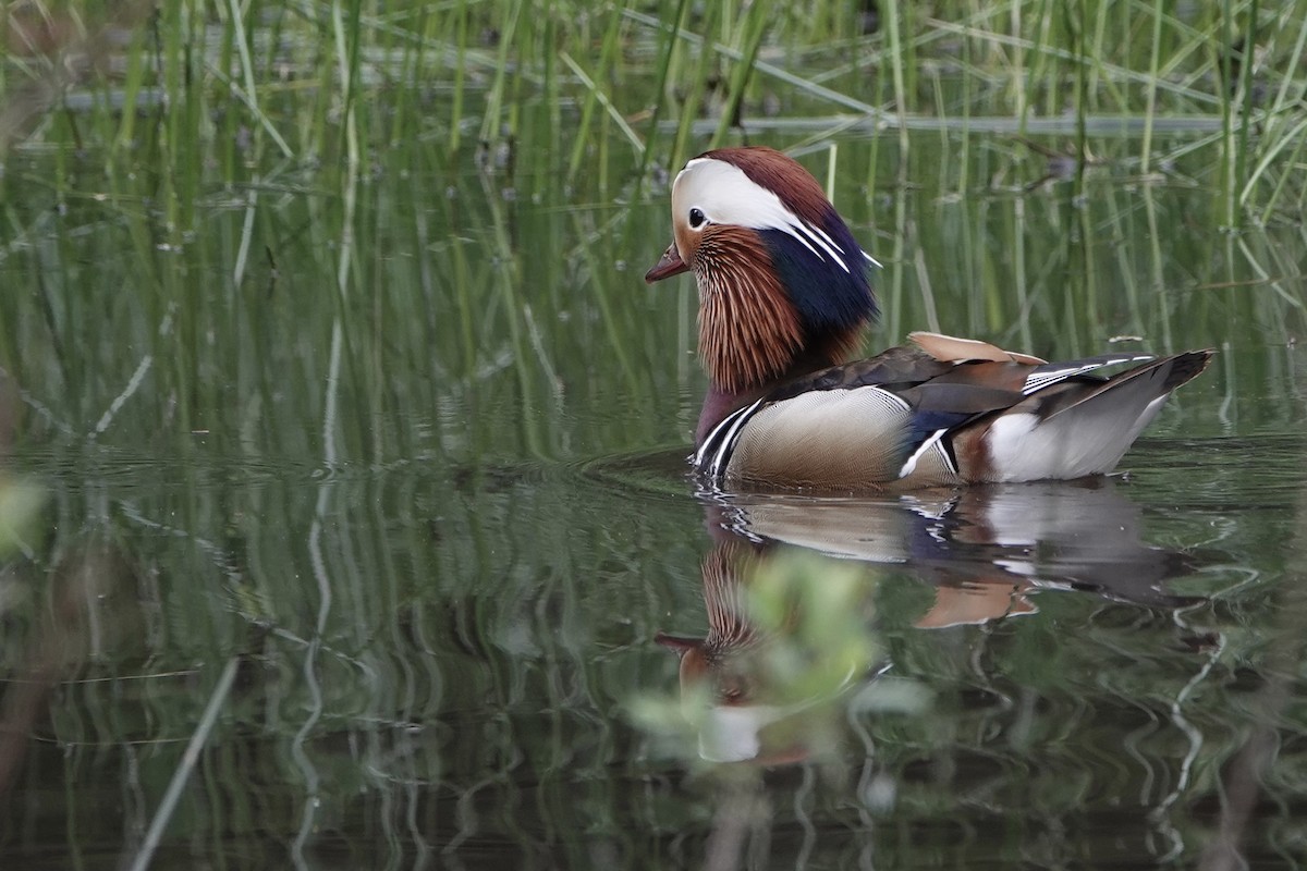 Mandarin Duck - ML619528629