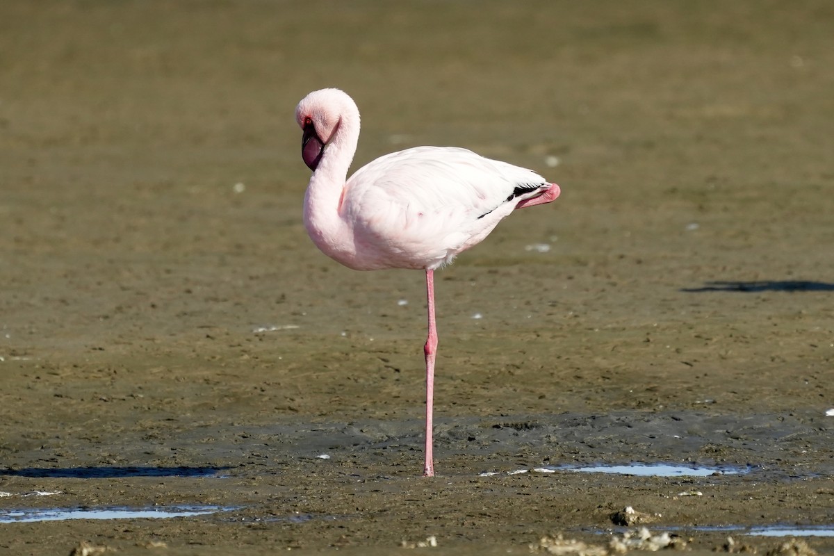 Lesser Flamingo - Anthony Schlencker