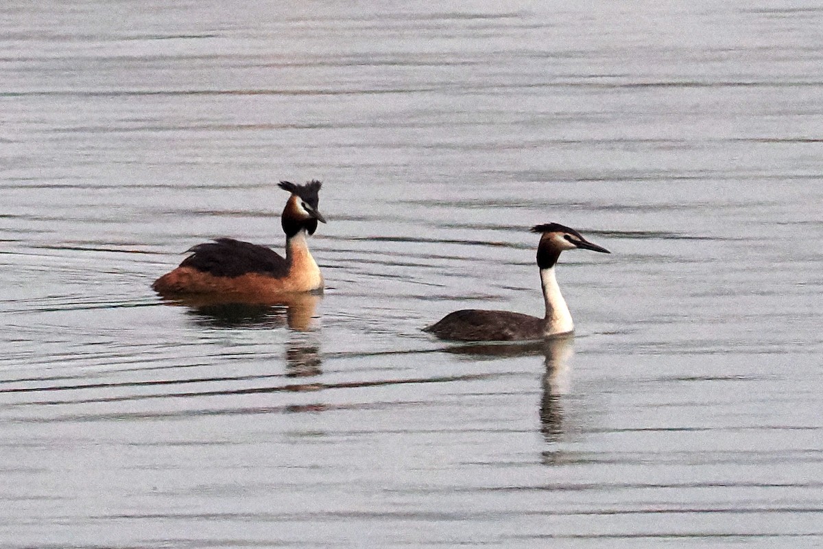 Great Crested Grebe - Donna Pomeroy