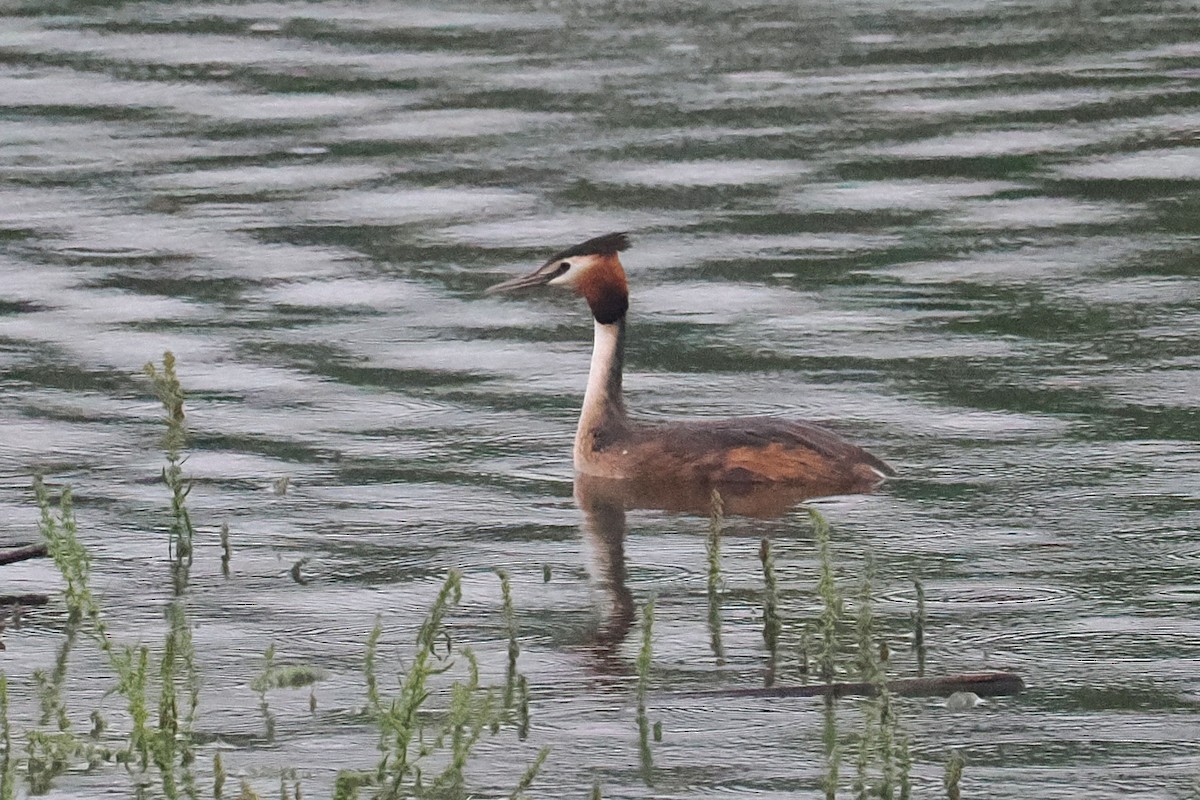 Great Crested Grebe - Donna Pomeroy