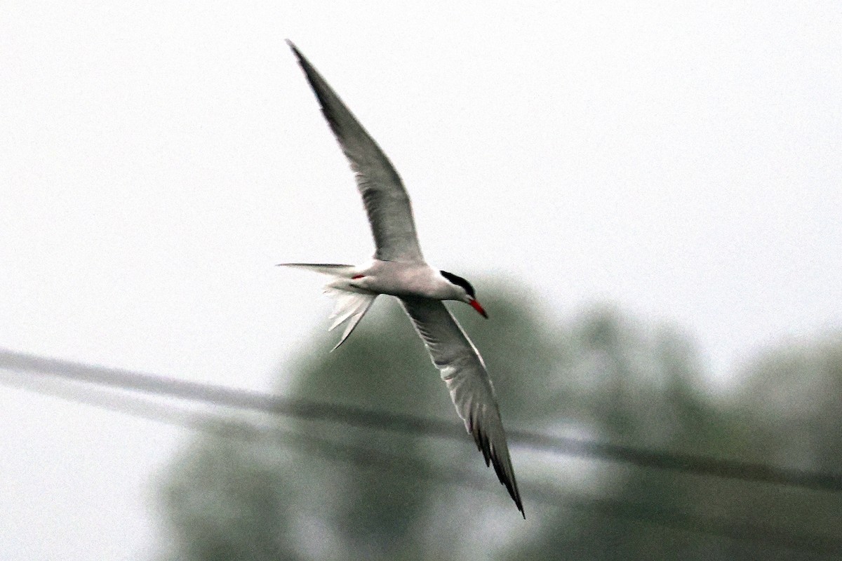 Common Tern - Donna Pomeroy