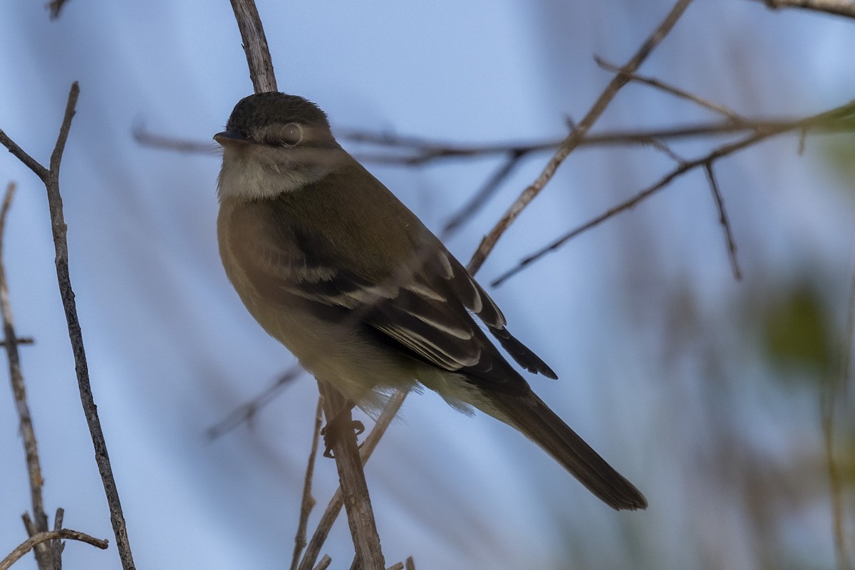 Alder Flycatcher - Ed kendall