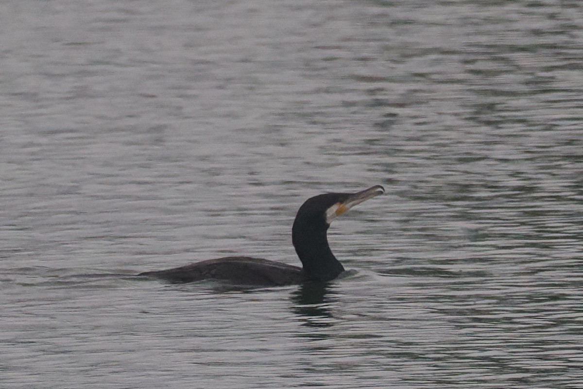 Great Cormorant - Donna Pomeroy