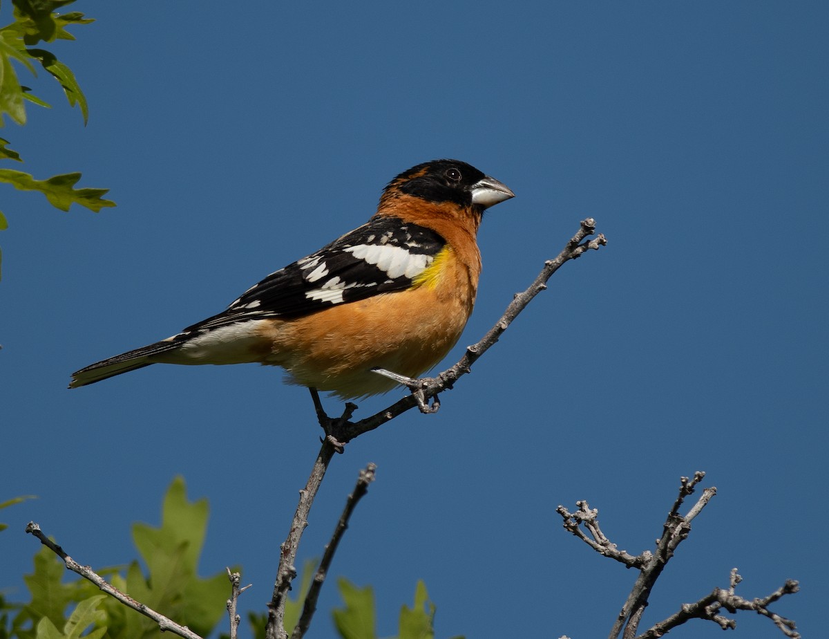 Black-headed Grosbeak - Ethan Cleveland