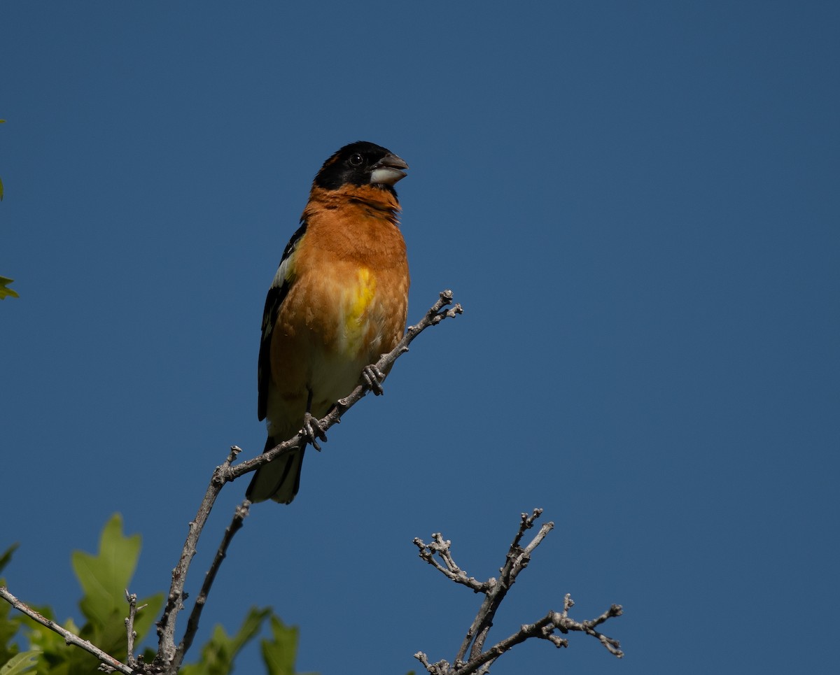 Black-headed Grosbeak - Ethan Cleveland