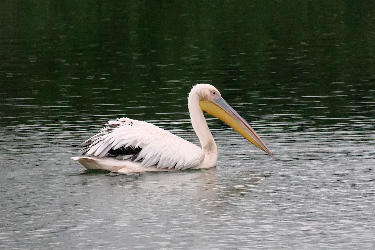 Great White Pelican - Donna Pomeroy