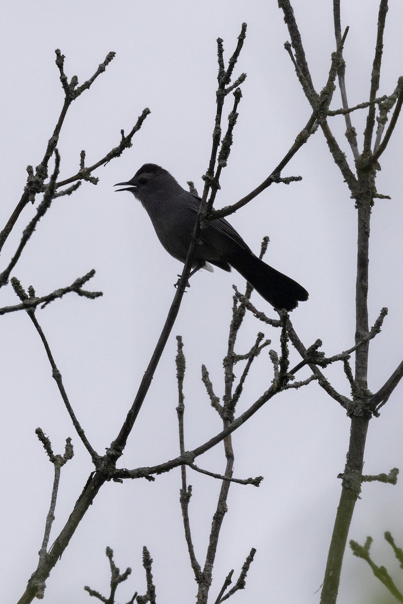 Gray Catbird - Ed kendall