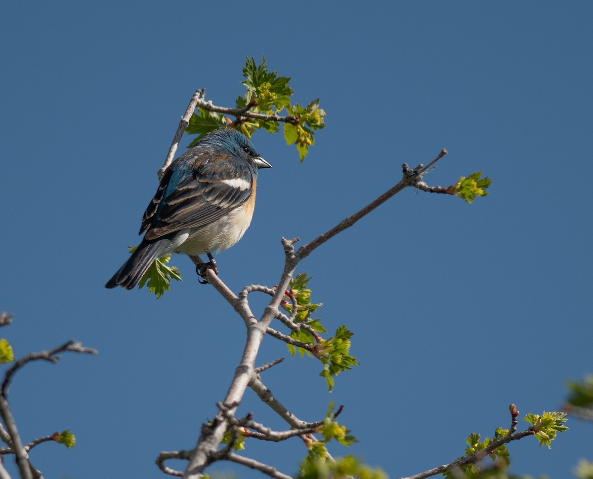 Lazuli Bunting - Ethan Cleveland