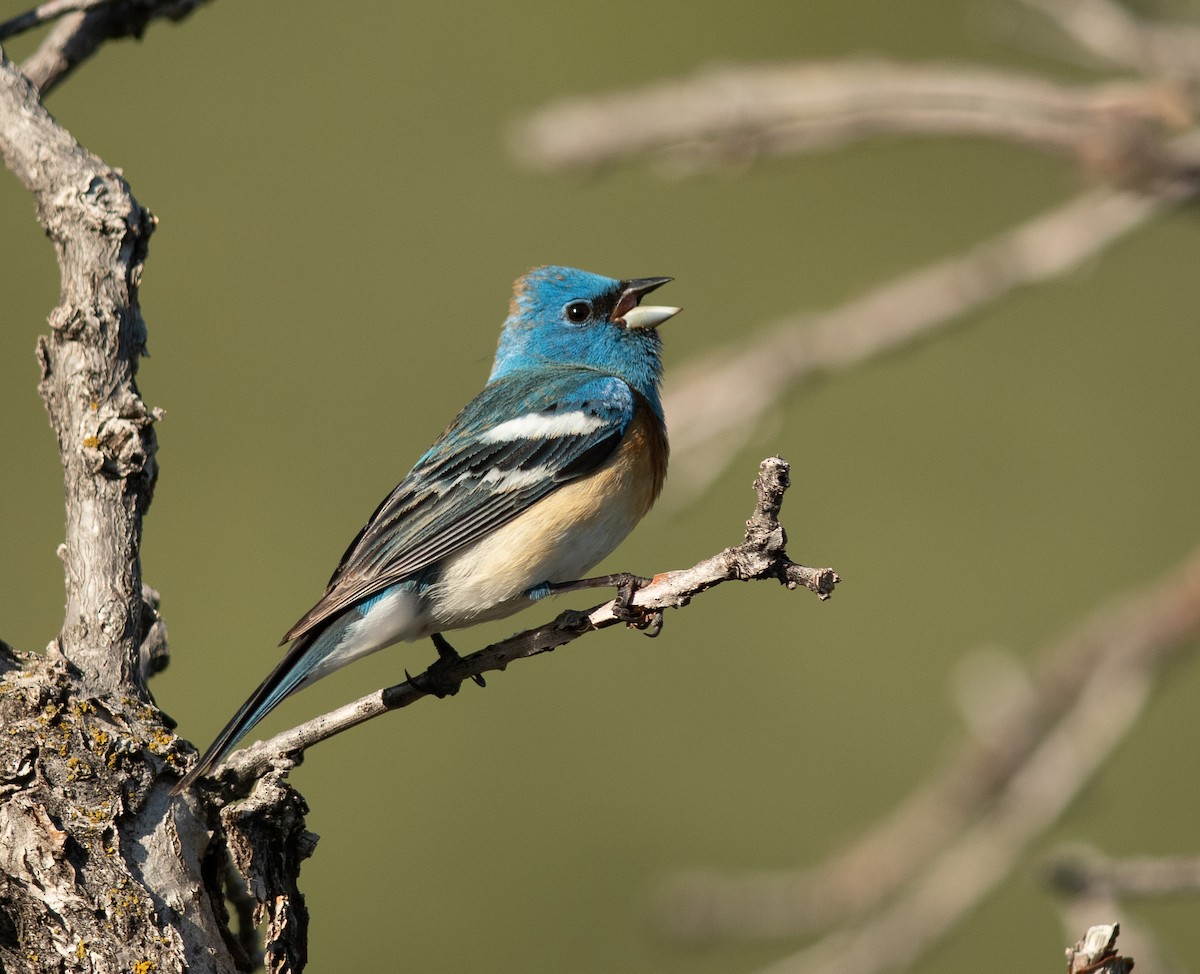 Lazuli Bunting - Ethan Cleveland