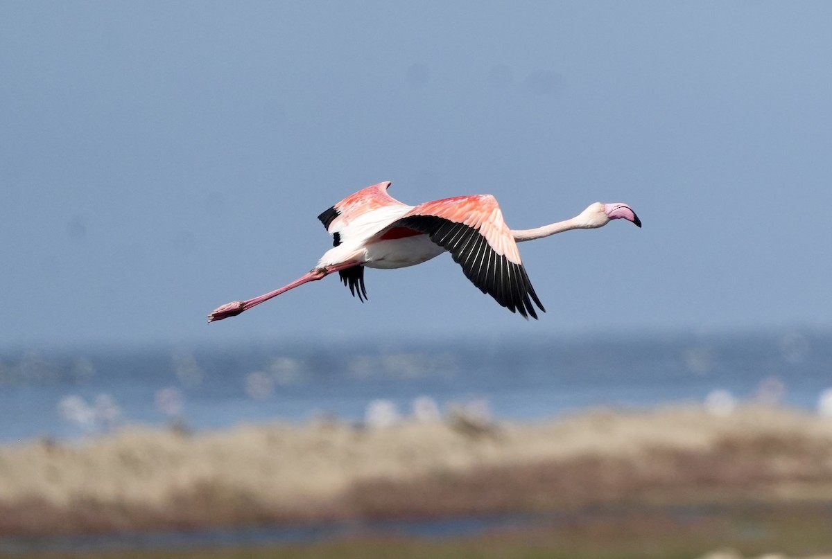 Greater Flamingo - Anthony Schlencker