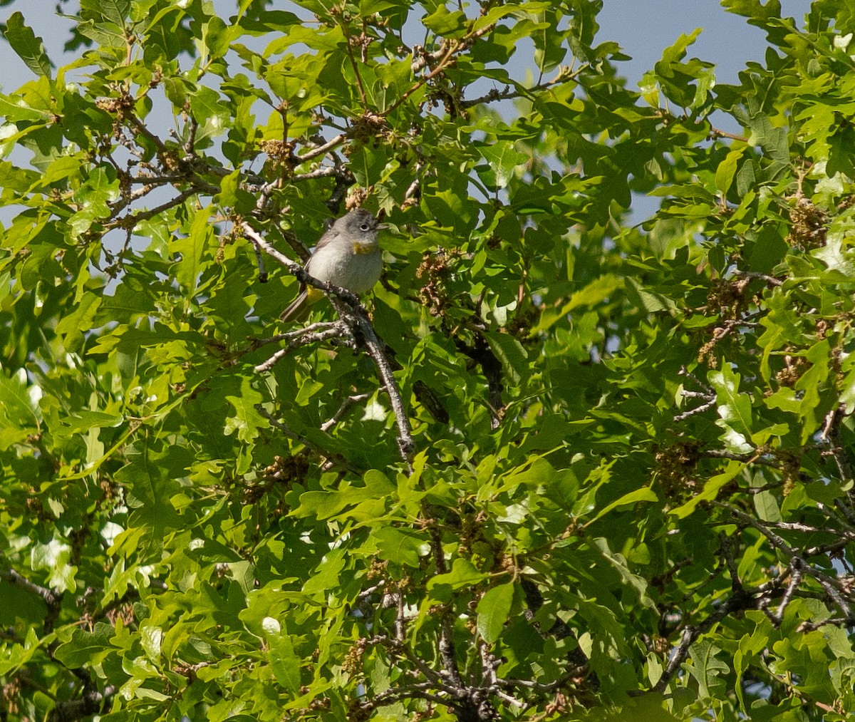 Virginia's Warbler - Ethan Cleveland