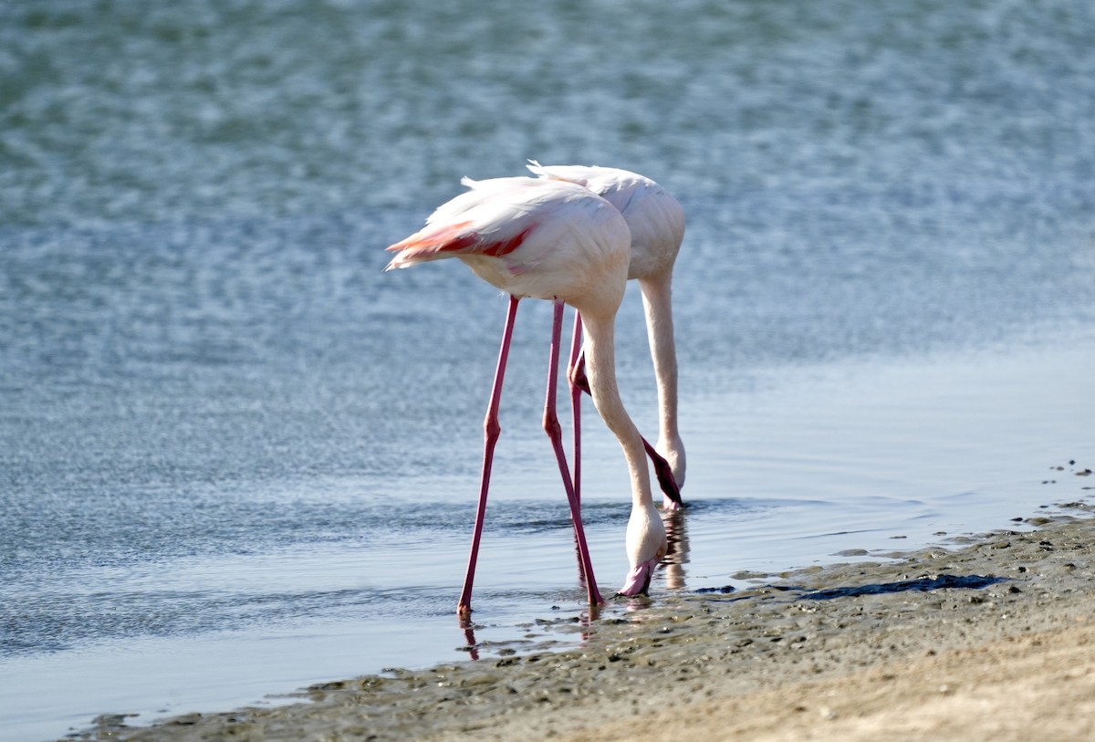 Greater Flamingo - Anthony Schlencker