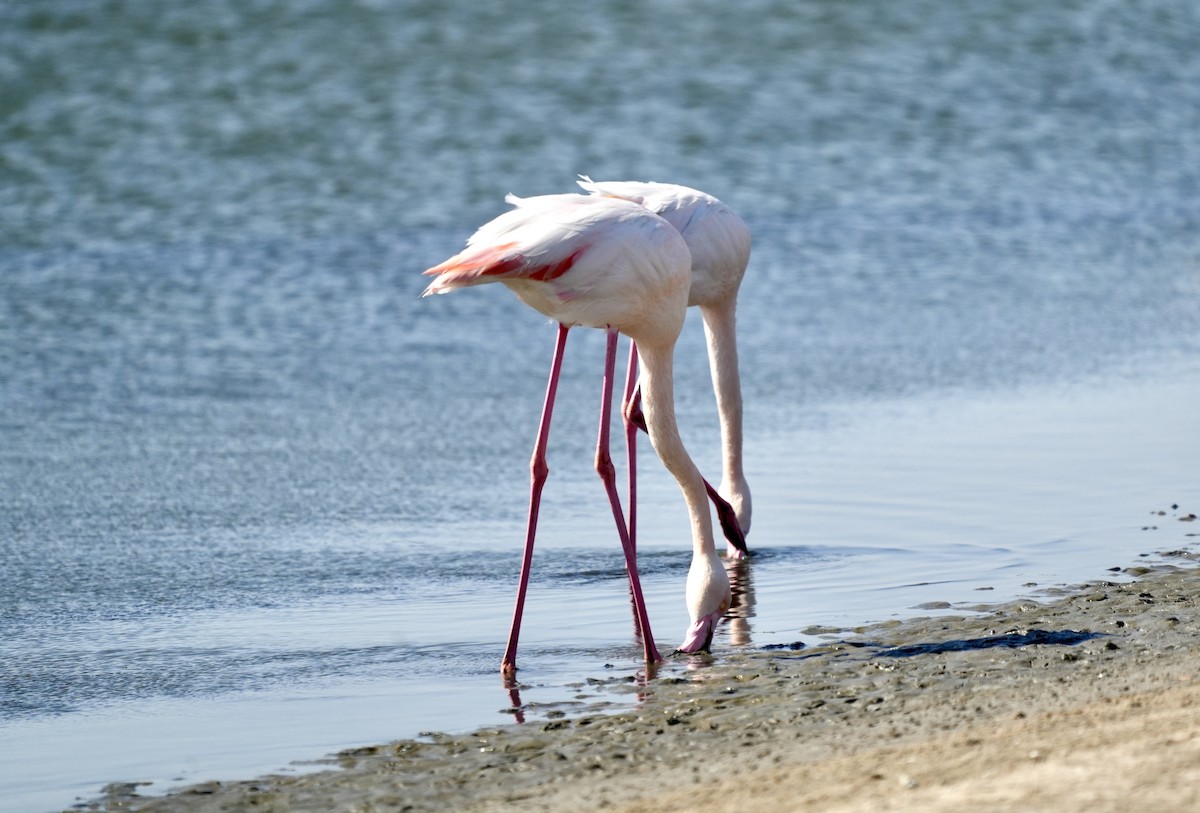 Greater Flamingo - ML619528671