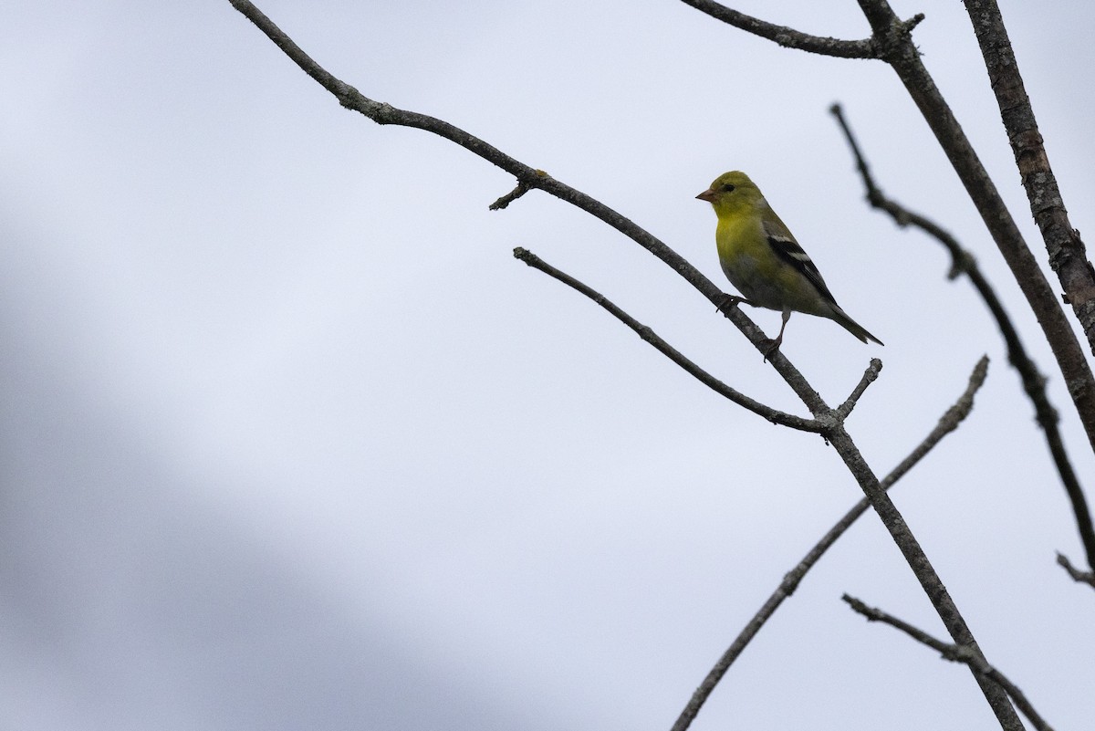 American Goldfinch - Ed kendall