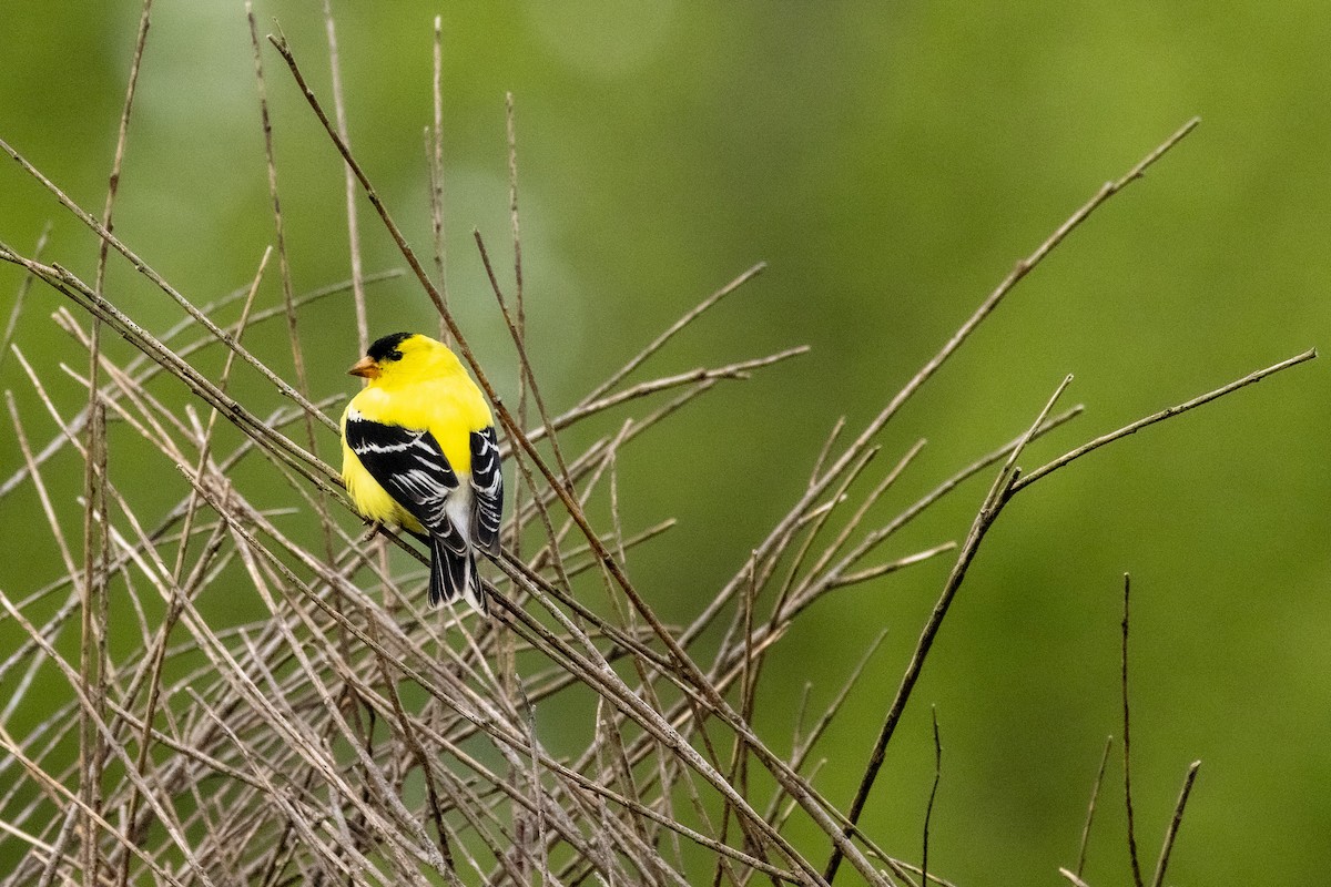 American Goldfinch - Ed kendall