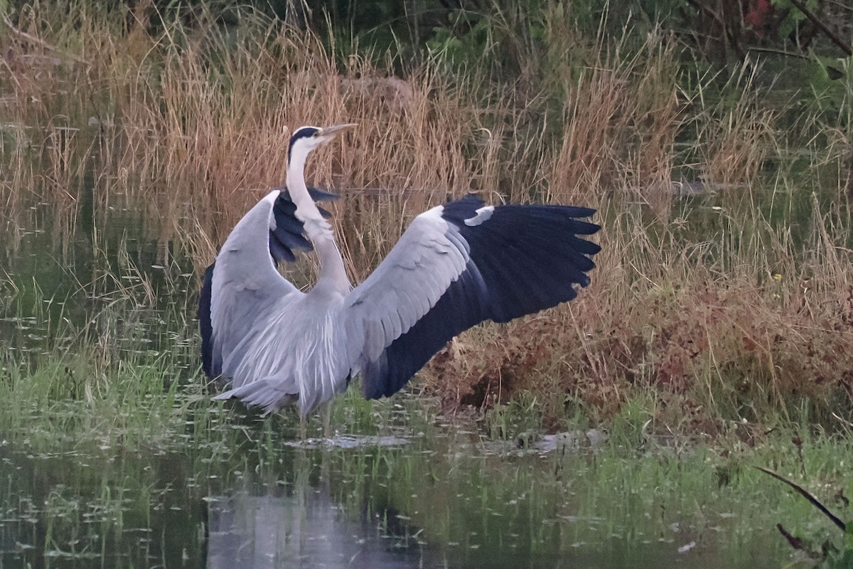 Gray Heron - Donna Pomeroy