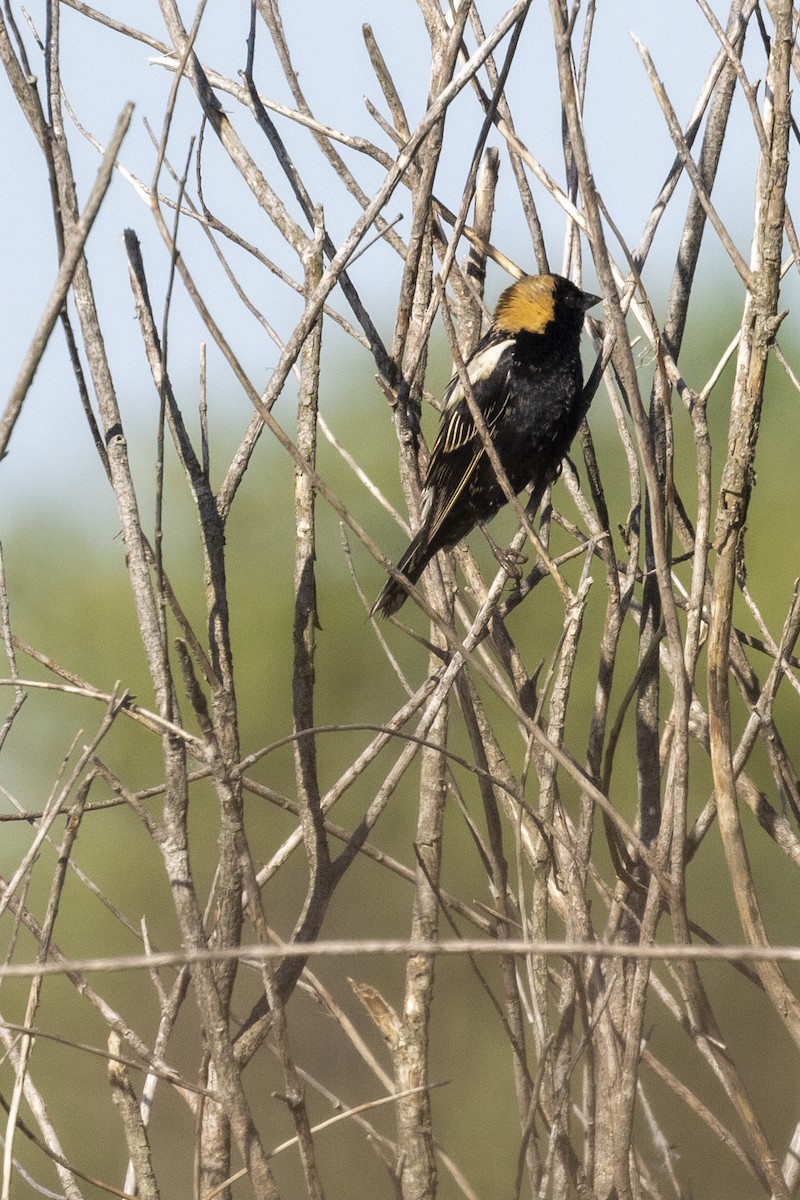 Bobolink - Ed kendall