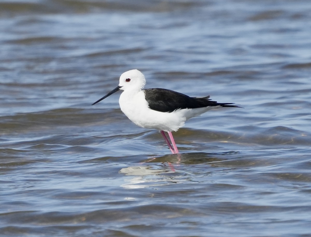 Black-winged Stilt - Anthony Schlencker