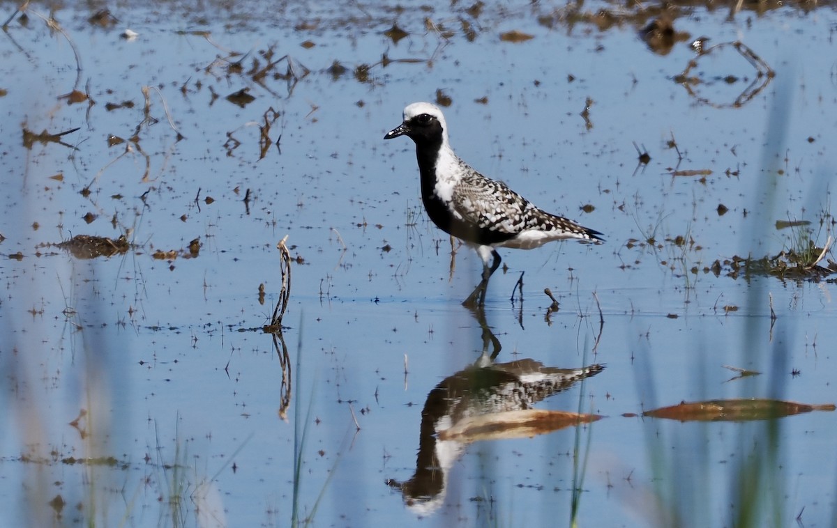 Black-bellied Plover - Bob & Anne-Marie Taylor